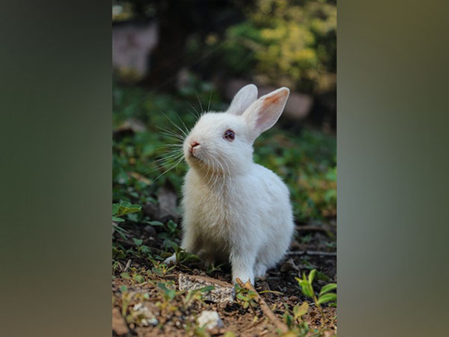 Study: Pet rabbits desire freedom to exercise Study: Pet rabbits desire freedom to exercise