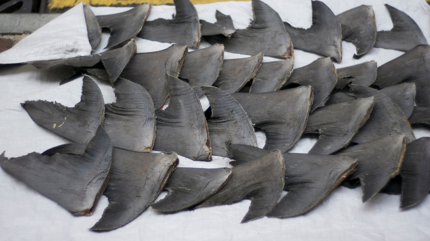 Around 16,000 kg shark fins confiscated in India from 2010-22, conservationists sound alarm | Science-Environment