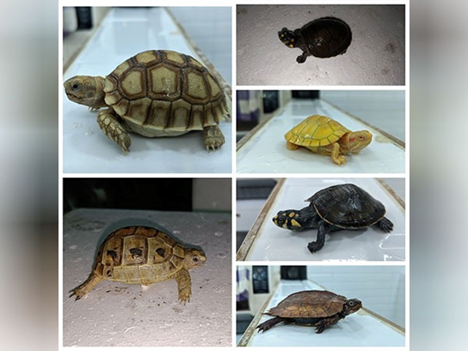 Major wildlife smuggling attempt foiled: DRI seizes 306 live exotic animals at Mumbai airport Major wildlife smuggling attempt foiled: DRI seizes 306 live exotic animals at Mumbai airport