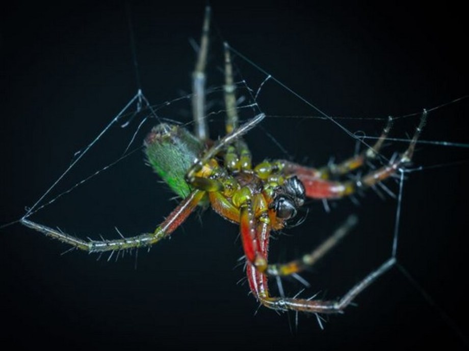Spiders use webs as external eardrums for auditory sensing Spiders use webs as external eardrums for auditory sensing
