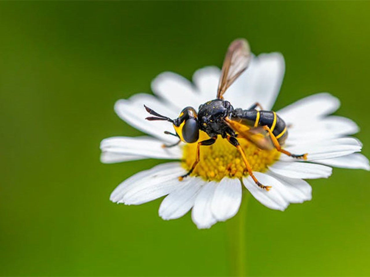 L’apicoltura urbana rapida ha un effetto negativo sulle popolazioni di api selvatiche: uno studio