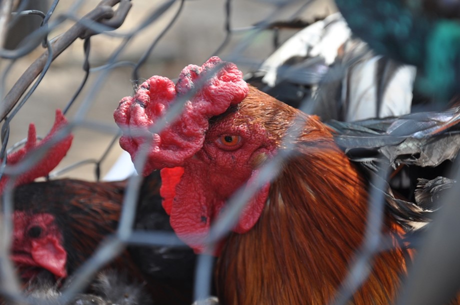 Japón confirma la cepa H5N8 en el tercer brote de gripe aviar en el país