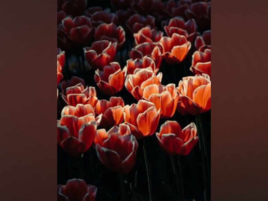 Unseen colours in flowers can help ensure pollination, survival: Study Unseen colours in flowers can help ensure pollination, survival: Study