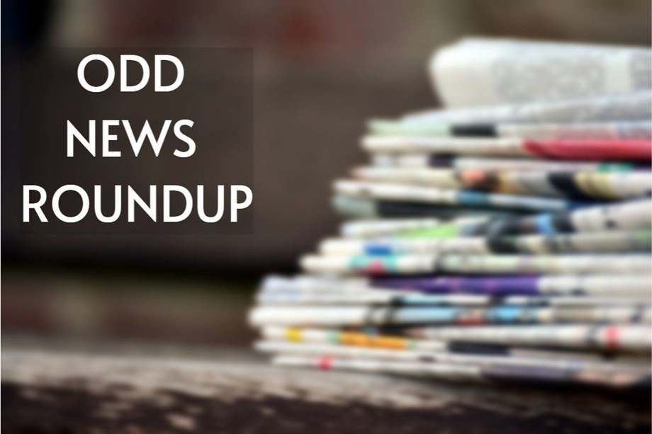 Odd News Roundup: The California neighborhood where dogs and cats are vying for mayor Odd News Roundup: The California neighborhood where dogs and cats are vying for mayor