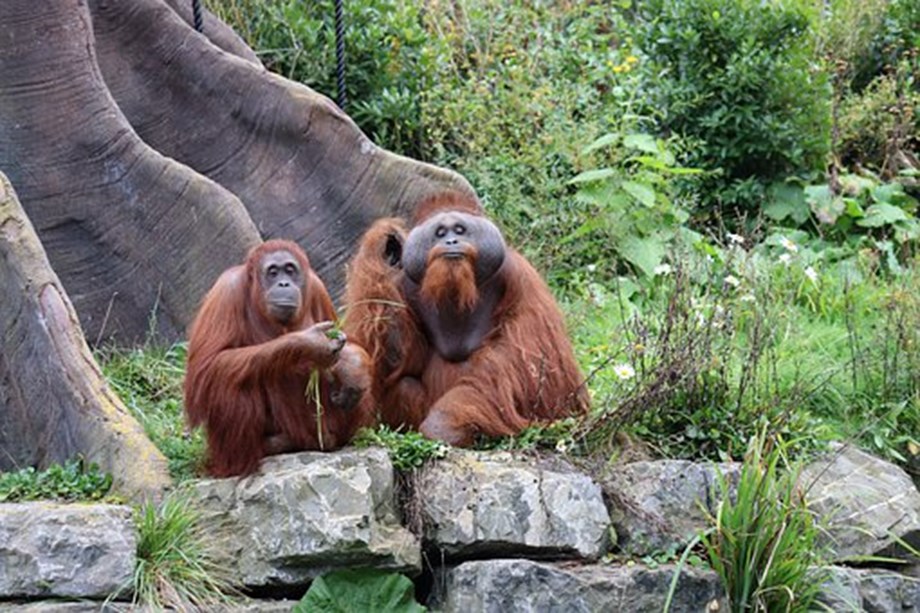 Critically endangered orangutan born at New Orleans zoo Critically endangered orangutan born at New Orleans zoo